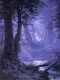 Northern Forest