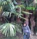в ялте, эт я в пальмах:)