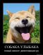 Улыбнись жизни)))