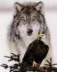 Wolf and Iegle