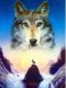 Grey Northern Wolf