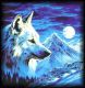 White Northern Wolf