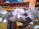 1268873447_9040.gif