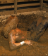 2.Борьба в грязи(MUD WRESTLING)