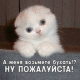 Без описания