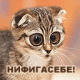 1269202815_6705.gif