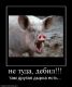 Без описания