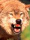 crazy wolf