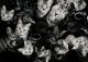 котенки