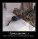 Без описания