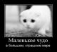 Без описания