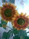 Подсолнухи