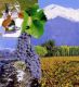 Argentina-wine