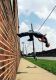 Back flip...