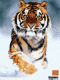 1289943145_2660.gif