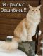 Без описания