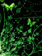 1290938534_5340.gif