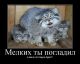 Без описания