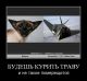 Без описания