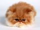 Миленький котенок