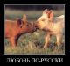 Без описания