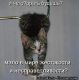 Без описания