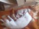 коте с мамкой кошкой