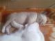 коте