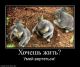 Без описания