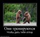 Без описания