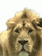 1299524029_8079.gif
