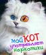 Кот2