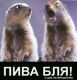 Пива бля