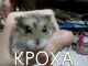 Без описания
