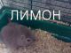 Без описания