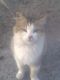 Коточок