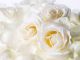 White R¤Se-<-<-<-@