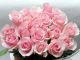 Beautiful Rose
