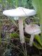 Бледная поганка- отрава- но красивая 12.07.2011