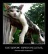 следующее фото