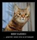 Без описания