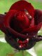 1308048605_9897.gif