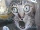 котэ
