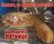 предыдушее фото