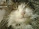 мой котёночек
