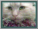 1314556213_8137.gif
