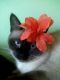 Хель ID: 811267
