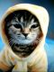 Котик