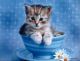 Котенок