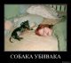 Без описания